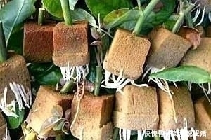 生根|这5棵“树”太贵了,偷偷摘一截枝条就养活了,不用花钱买啦!