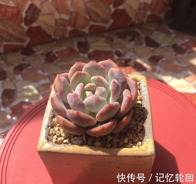 4款褪色不丑上色很美的多肉,花友养几十盆还觉得不够,值得推荐