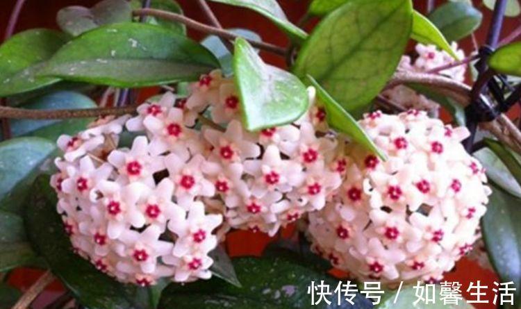 几款花卉便宜又好养，丢到阳台不用管，寓意也是超好的
