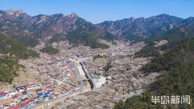 城阳夏庄：山村迎花季