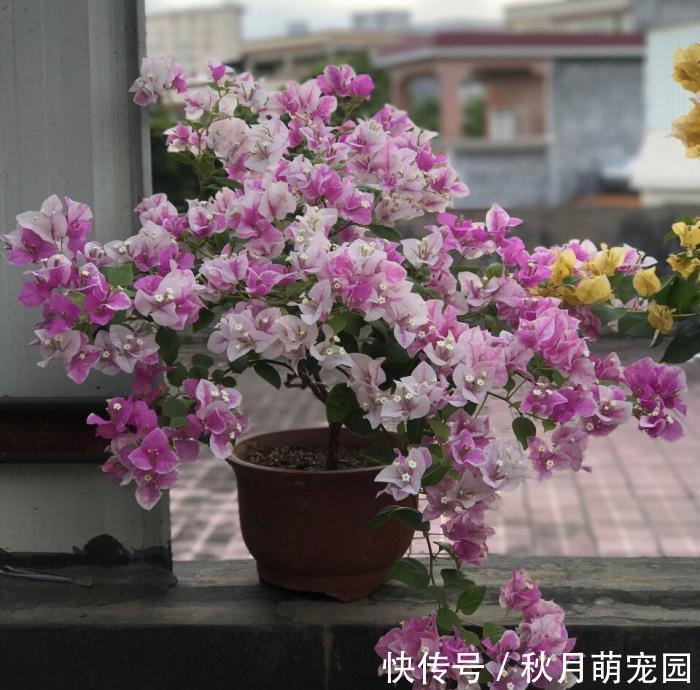 秋天|秋天养“6种花”就不可以多浇水,不然容易黄叶烂根,开花更是难