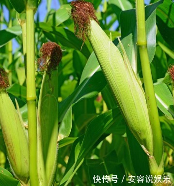 好处|玉米是营养粗粮,每天吃点好处多,可惜此类人不适合吃,了解吗