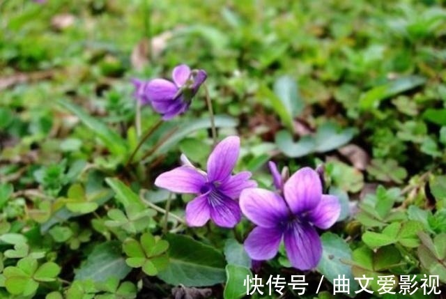 神王|农村一种野草叫“紫花地丁”，过去当喂猪草，殊不知是名贵中草药