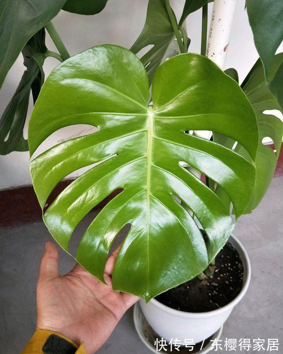 养花通用大法,“干养根,湿养叶”,能满足这1点,不愁养不好