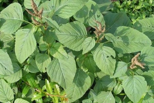 荠菜|野菜中的“4金刚”，钙含量是牛奶的2倍，吃过的人都说好！