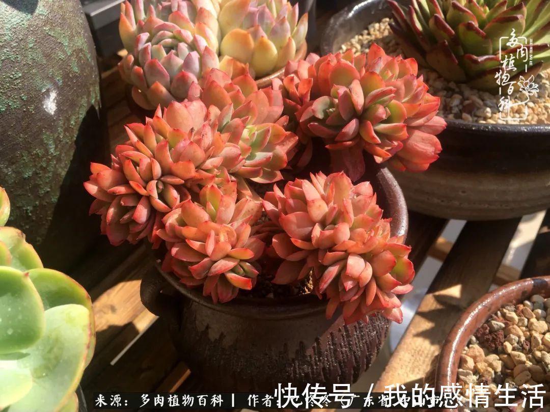 养多肉的路上患得患失，却依然如最初般热爱！