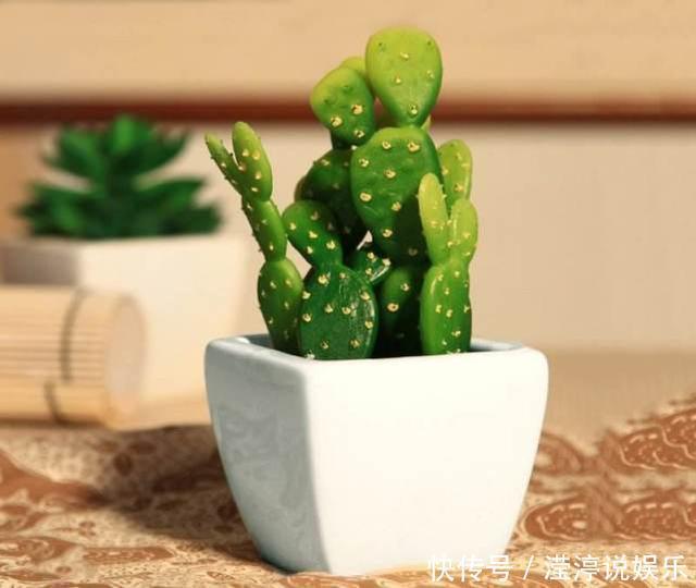 仙人掌|4种适合厨房摆放的植物,居然还这么有用!