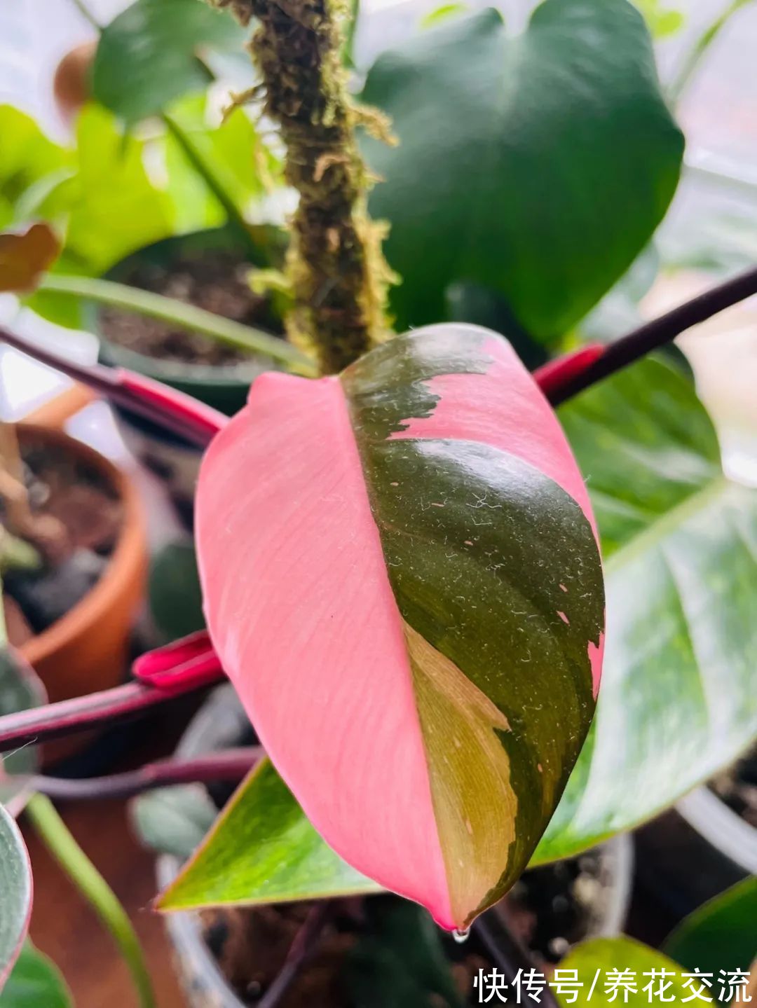 上百块一盆的粉公主蔓绿绒，比粉刚果蔓绿好太多，适合你养吗？