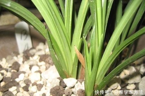 新芽|兰花施肥掌握1句“顺口溜”，新芽“哗哗”冒，不怕烂根和烧尖！