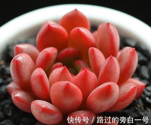 色系|8个色系的多肉植物,摆在阳台上色彩斑斓,集齐的都是养花大神!