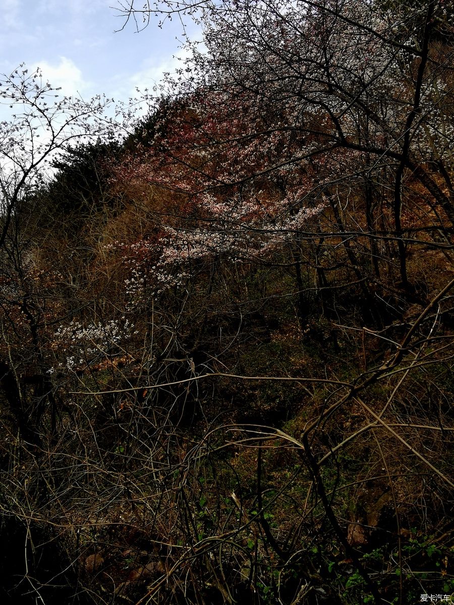 老年|【爱卡踏青季】迎春·大洪山踏雪赏花