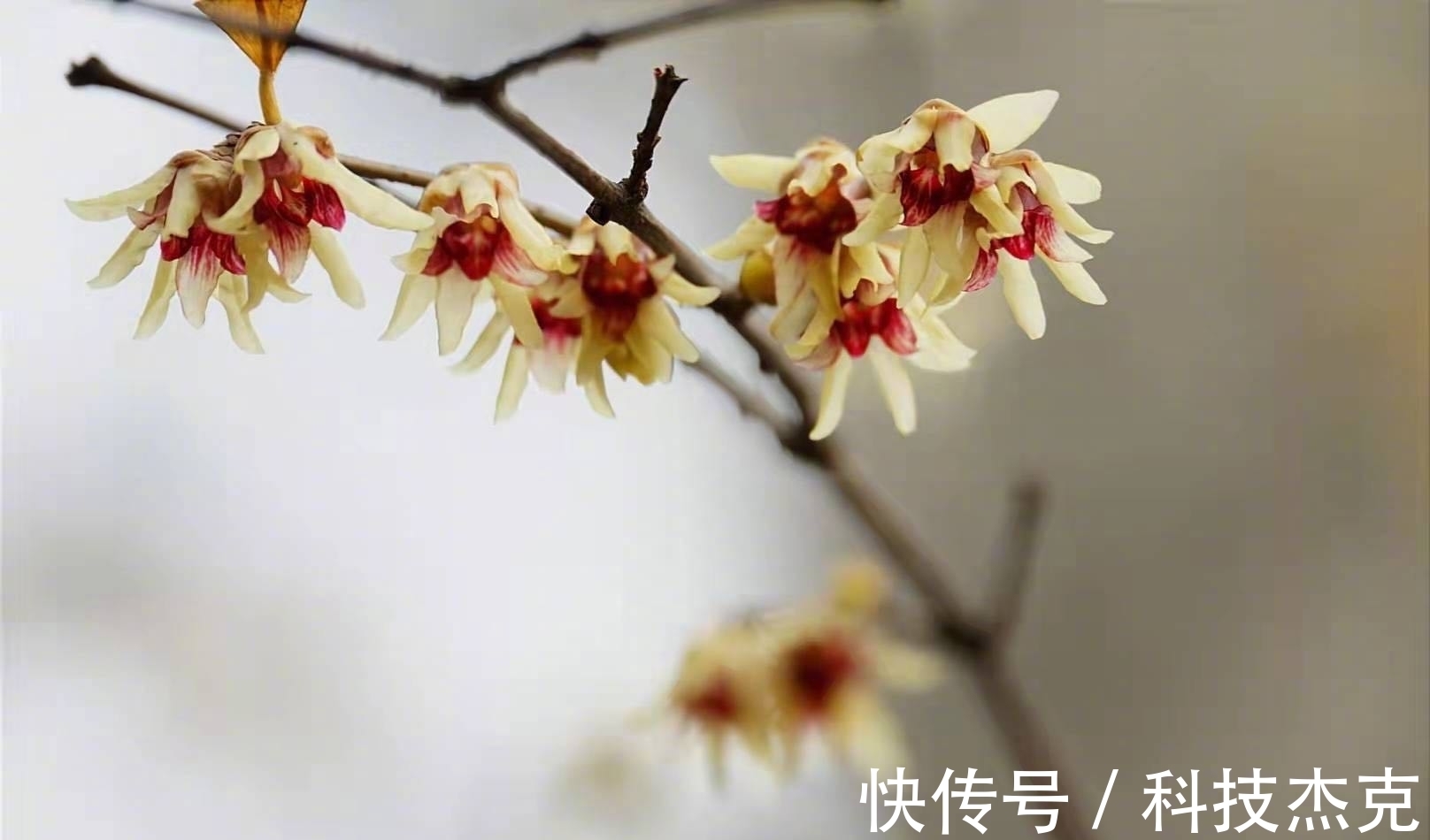 京城梅花先趁小寒开