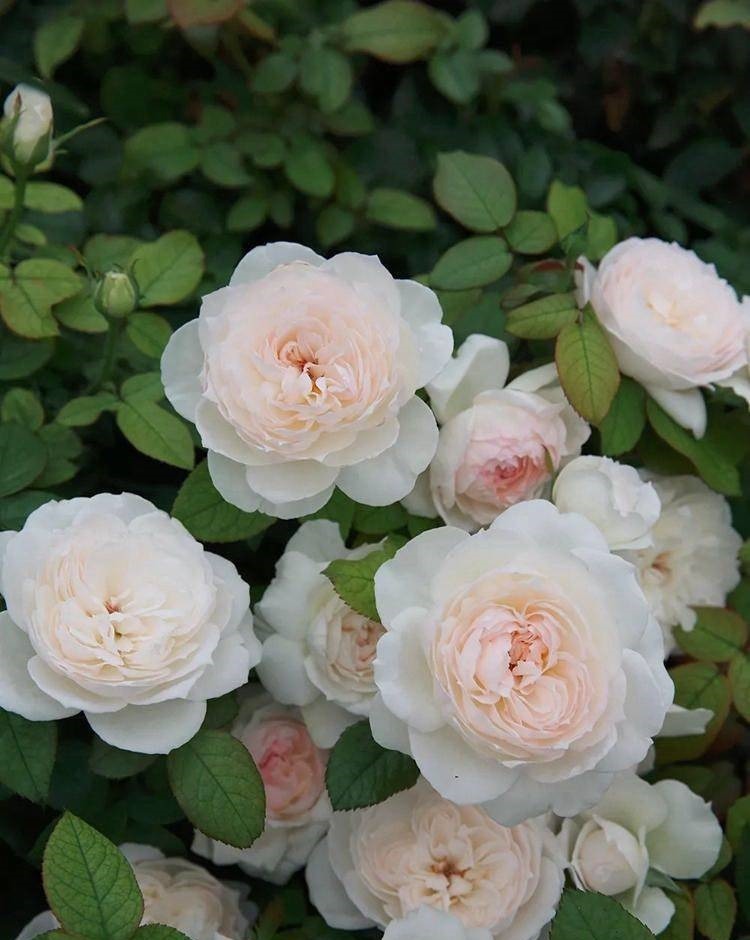 最容易开爆盆的花朵,并且超级好养,开花勤又爆盆,花开美艳动人