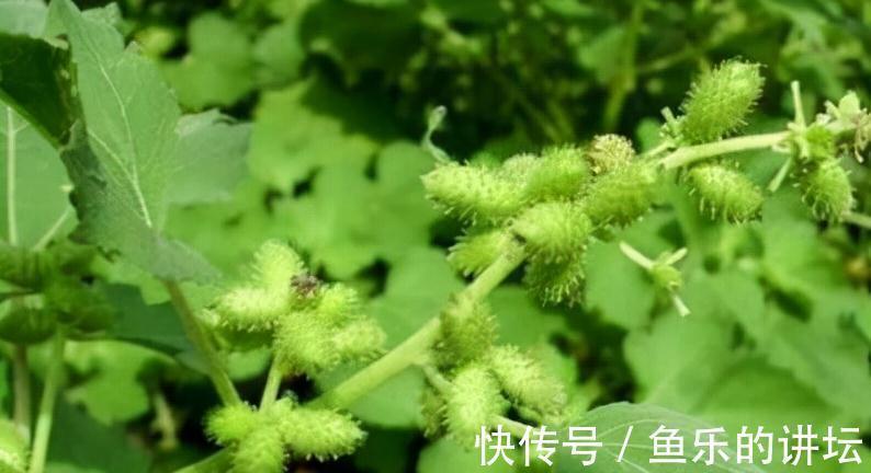 风湿痛|农村两种自带毒性的植物，为何如此受大家欢迎？