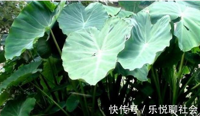 消肿止痛|乡下一种野菜，老一辈人都认识，消肿止痛，蕴含维生素