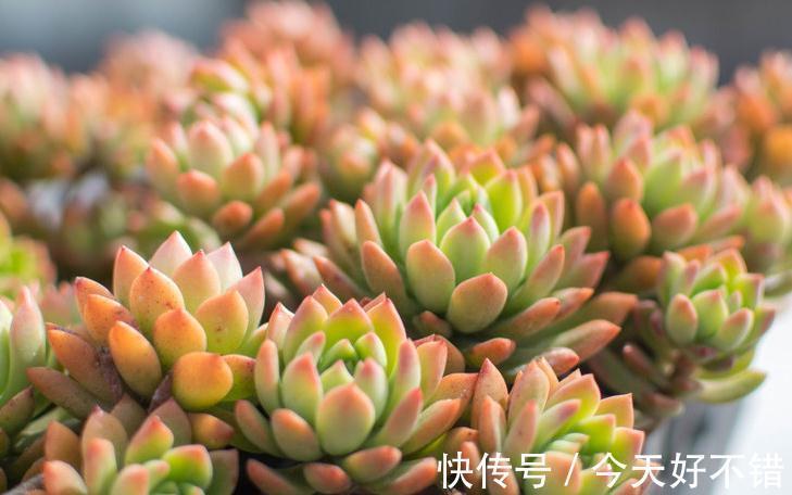 多肉植物爆盆的6个小技巧,养护多肉简单实用,让肉肉越长越密