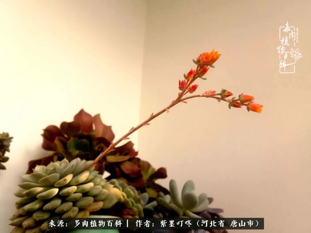 疗愈|从平凡中寻找美感，从噪杂中寻找宁静——多肉给予我的心灵疗愈！