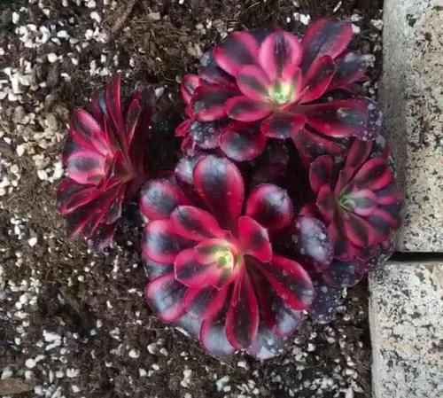 有光泽|秋天,这3种花一定要勤施肥,叶片更多更厚实,好看又有光泽