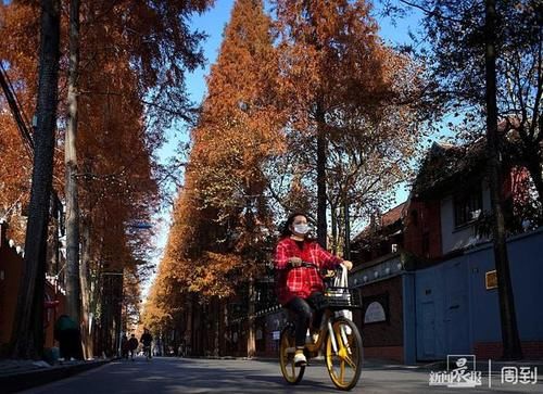 晨镜头|初冬甜爱路，杉树披红更显浪漫 | 初冬