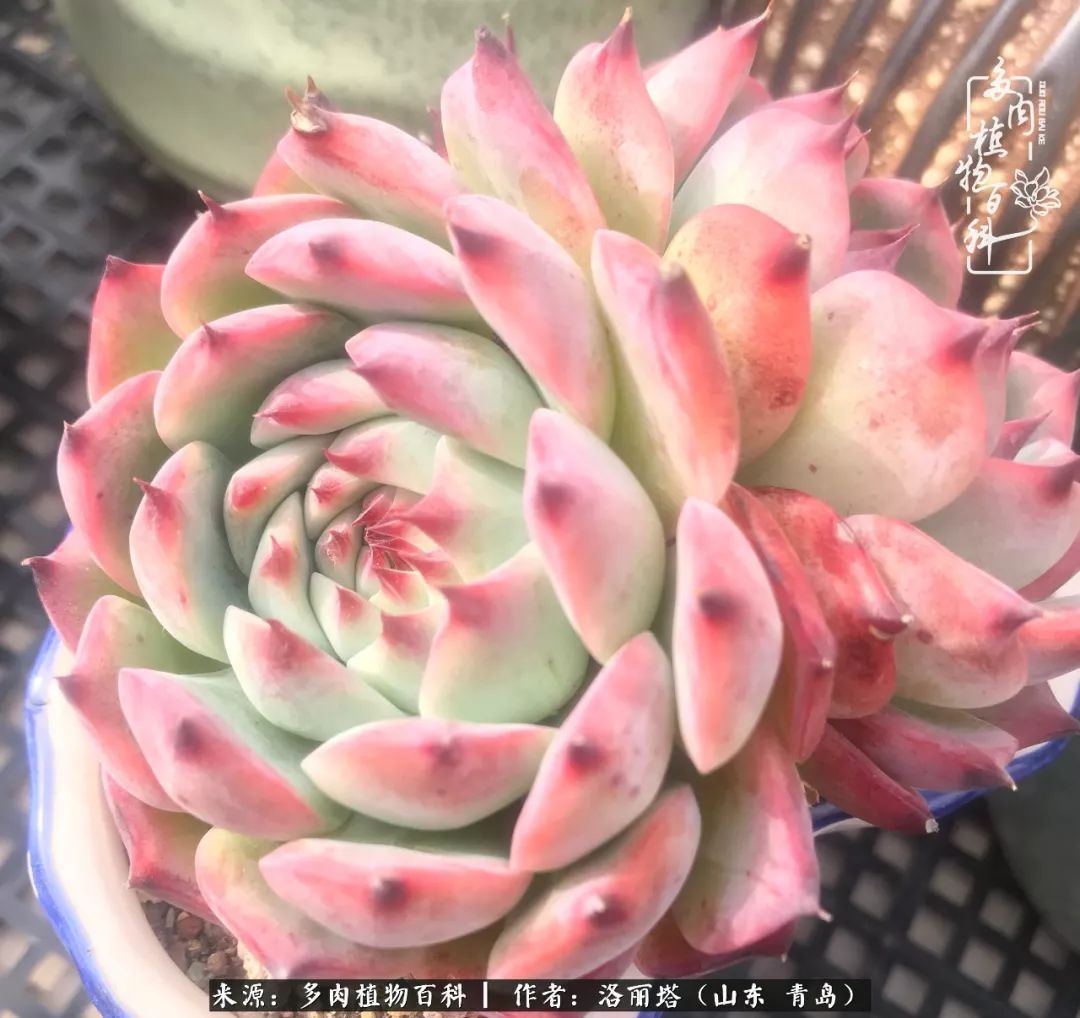 我和我的“多肉恋人”，怎么样有没有惊艳到你！