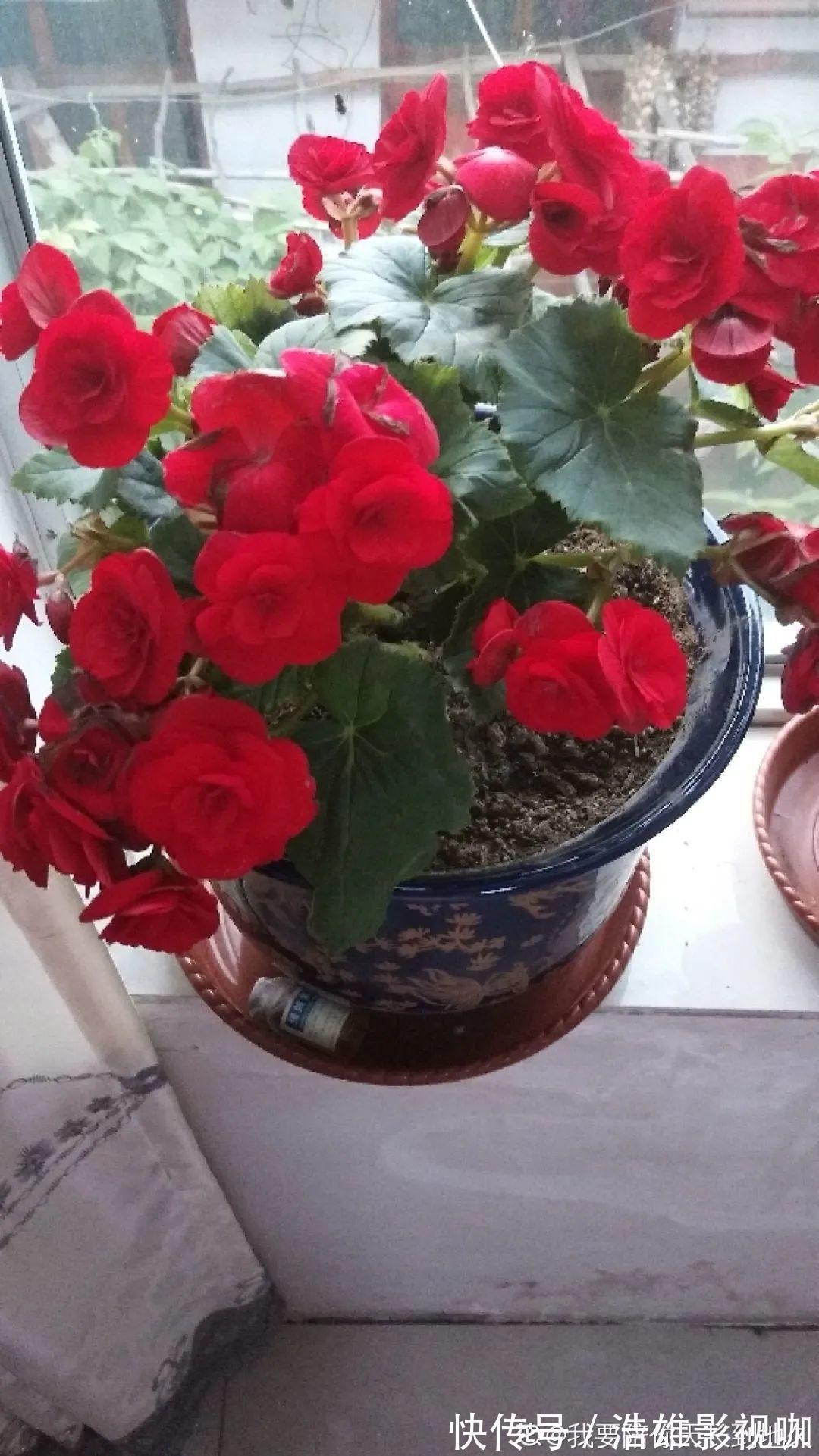 叶子|君子兰千万别喷水,一喷水就烂叶,3天就要死翘翘!