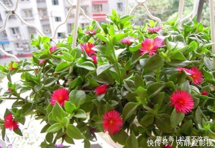 花友|此款花卉,好养易爆盆,比牡丹还漂亮,开花硕大香味浓!