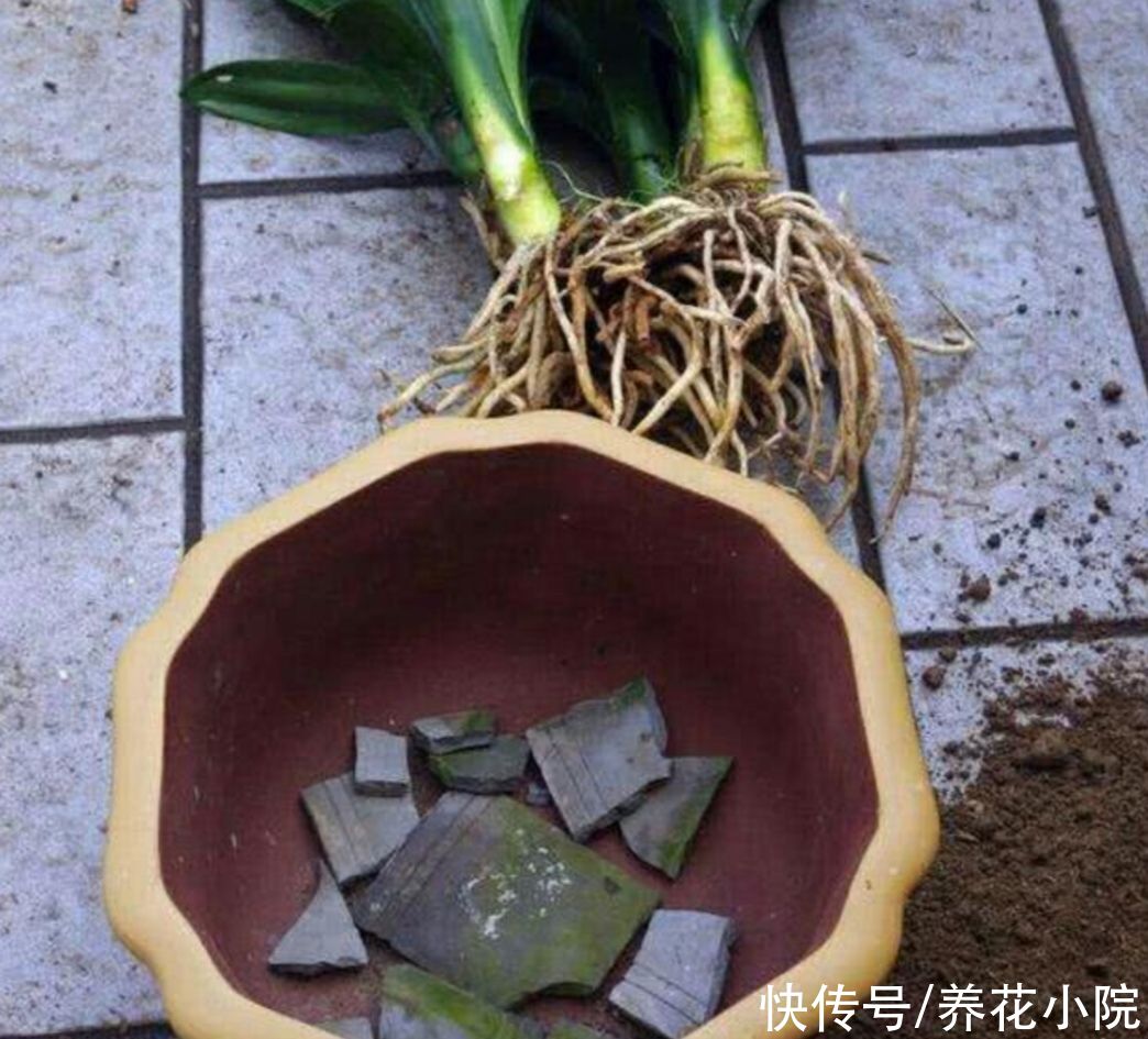 栽植|盆土不透气，花盆里加上4种“小东西”，通透性好，花卉不烂根
