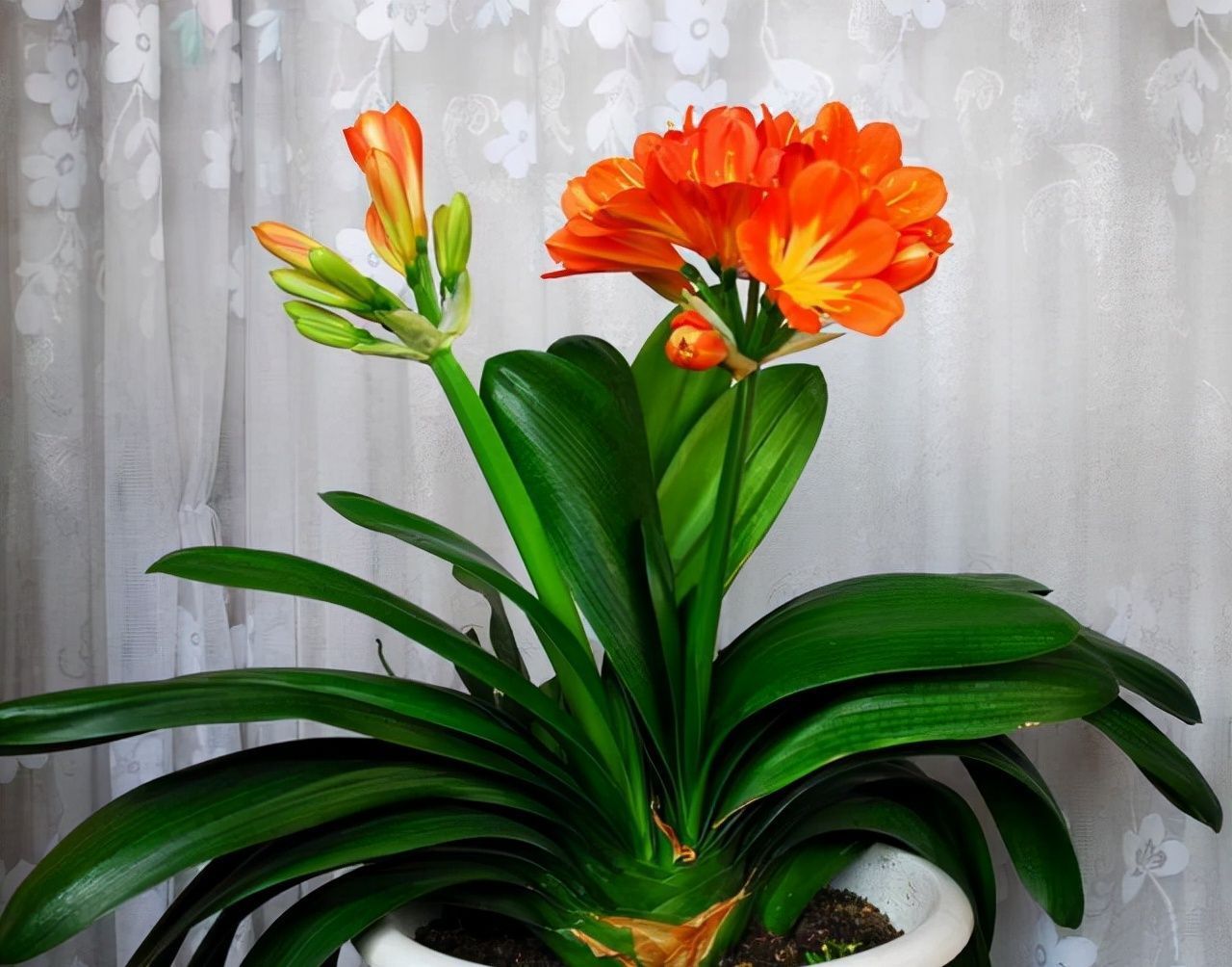 废油|君子兰长势差,盆里倒上“三废渣”,根系有劲,次月涌现“群花”