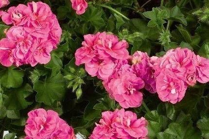 香味|1种花,开花漂亮,花期长花量大,连叶子都有香味,值得拥有