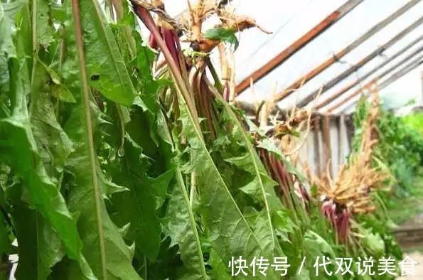 寒性|自己“晒干”的蒲公英，能当茶泡水喝吗有什么“禁忌”吗