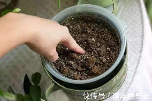 油烟机|这几种“好油”滴盆里,花苞蹭蹭窜枝头,施肥的功夫都省了
