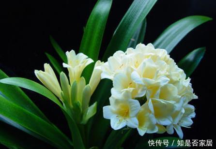 高雅|兰花品质高雅深受大家喜欢,这6种不常见的稀有兰花,你养过吗?