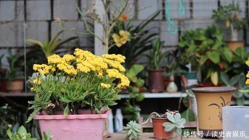 黄叶|北方养花爱黄叶去厨房找点“酸水”,比硫酸亚铁还好用