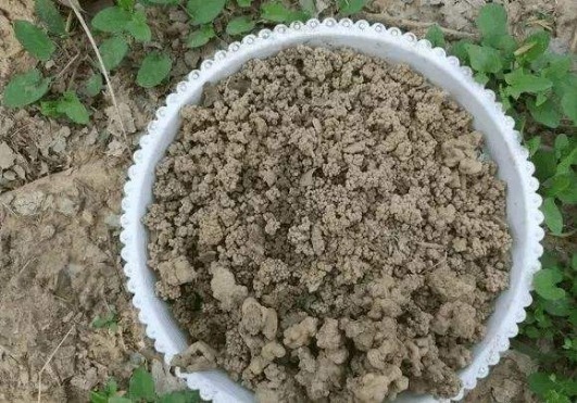 叶片|路边没人要的“小东西”,捡来养花,透气营养高,10年不换盆!