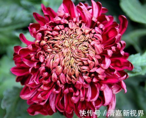 黑菊花|家里养花，不如养“珍稀名菊”墨菊，花色如墨，优雅妖娆