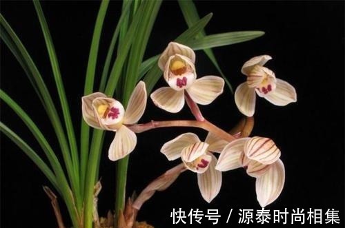 此兰花比较好养,花叶双艺,芳香怡人,花姿典雅,勤花勤草显档次!