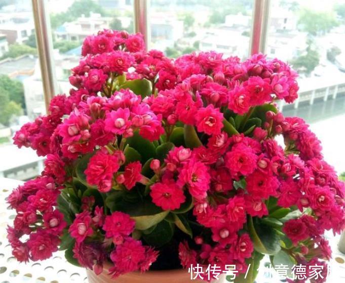 花海|秋天养花首选这5种,天气凉爽长势好,现在养几盆,春节开出花海