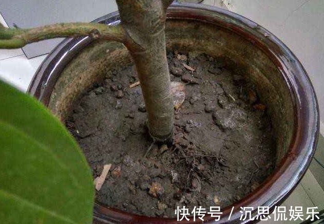 步骤|养花不活，其实是“1个步骤”没做好，若会正确方法，养啥都爆盆