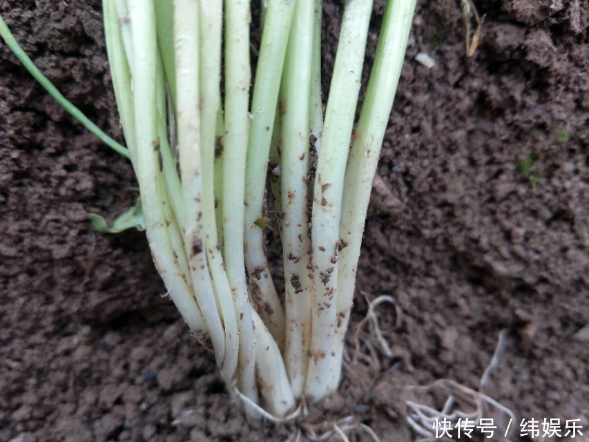 教你几招,种出来的香葱,葱白长长的