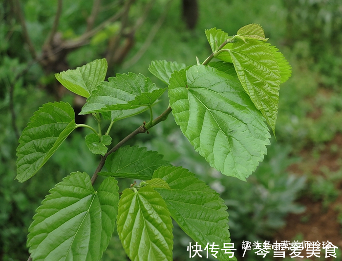 香椿芽|春天吃野菜,春芽最好吃,7种树上的春芽,好吃又营养,你可吃过