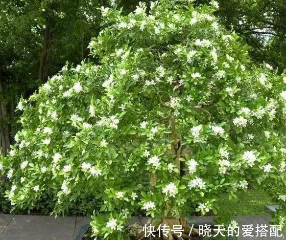 花香|此种植物能香飘九里，养一盆满屋是花香
