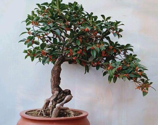 银杏树|这3款植物特适合居家盆栽,时间越久价值越高,还容易养活