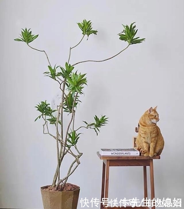 一种“吉祥竹”，清新典雅寓意好，家里养几盆，镇宅化煞保平安