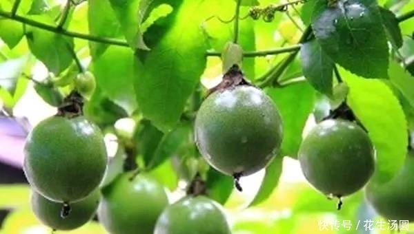 女性养生,多吃几种食物,预防衰老,美容养颜,改善体质