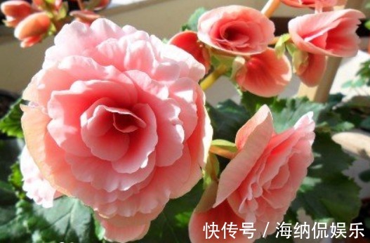 光照|3种漂亮花“最难养”,养花老手“都怕养”,新手别轻易“掉坑”