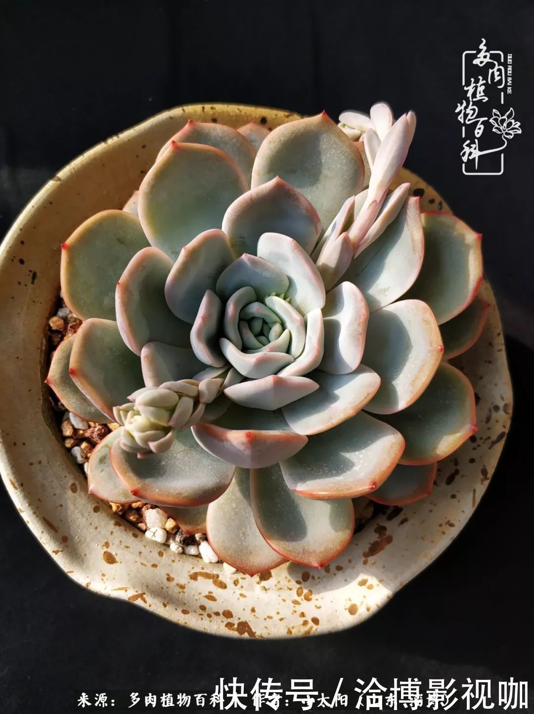 小苗|脱坑一年,最后发现自己生活里始终离不开多肉!