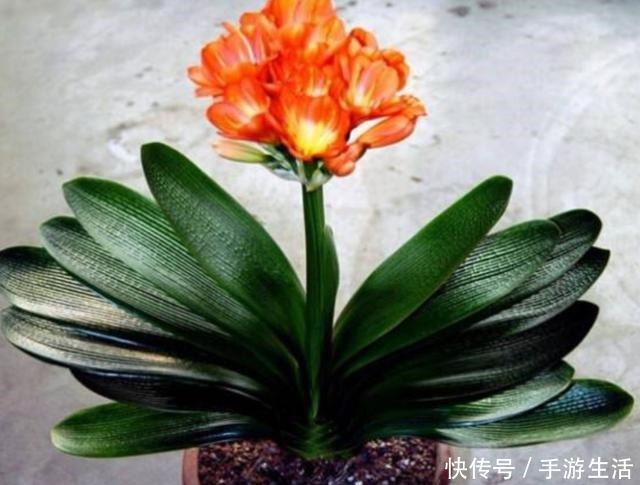 君子兰不用买,4个步骤培育出大量小苗,方法很简单!