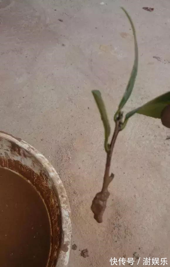 水杨酸|杜鹃茶花插不活,枝条在泥巴里打个滚,大白根呼呼长,新芽猛冒!