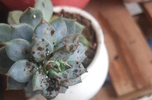 养花防治蚧壳虫，不用药该怎么办？这样干，轻松“断根”