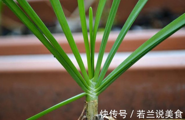 买韭菜，宽叶、窄叶要分清，二者差别大，牢记3不买，轻松买好菜